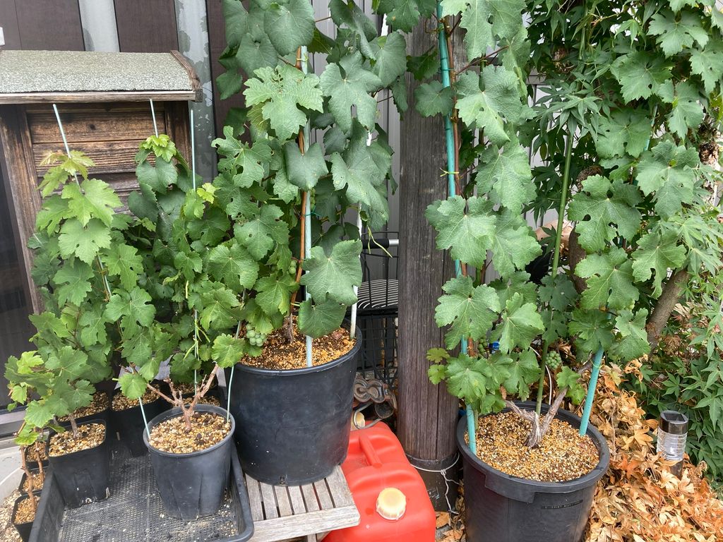 ブドウ栽培日記４　＃11