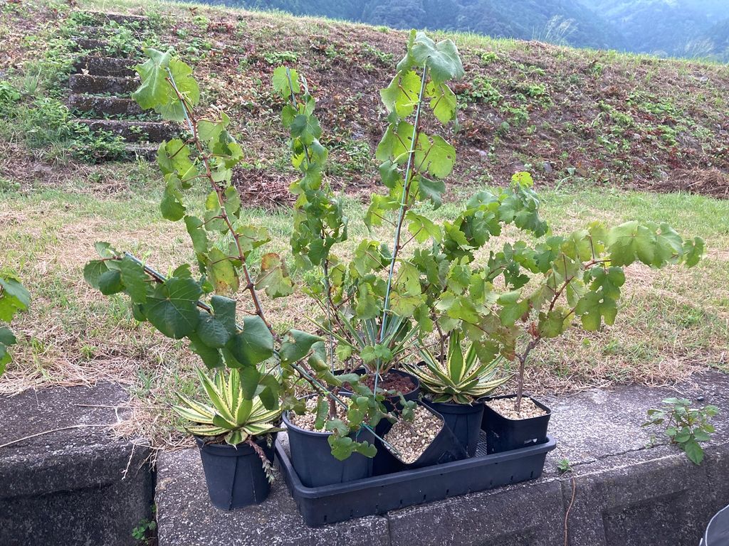 ブドウ栽培日記４　＃13