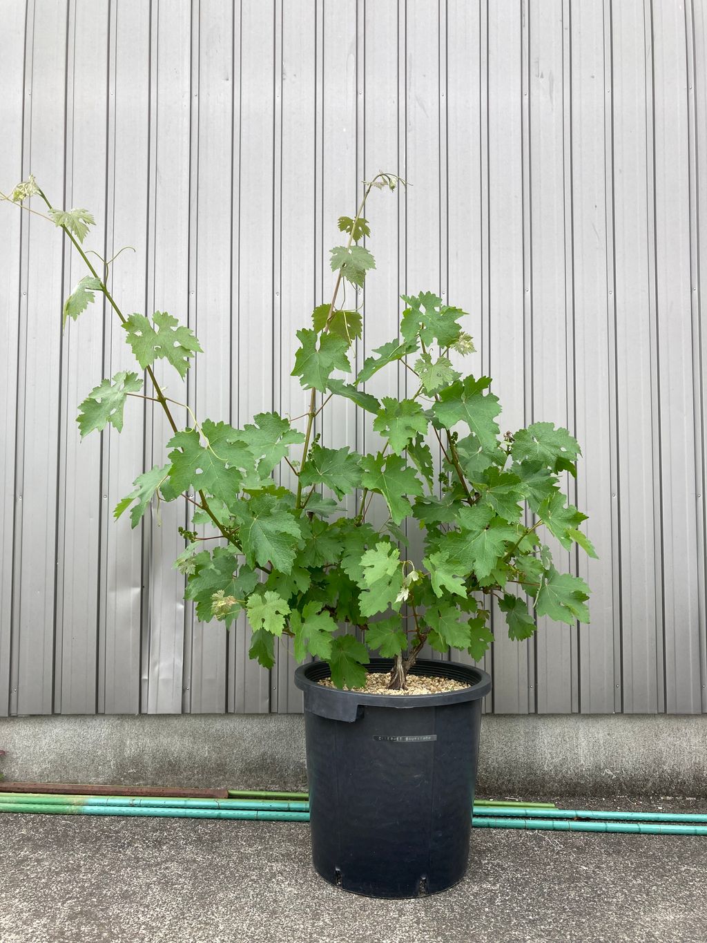 ブドウ栽培日記４　＃8