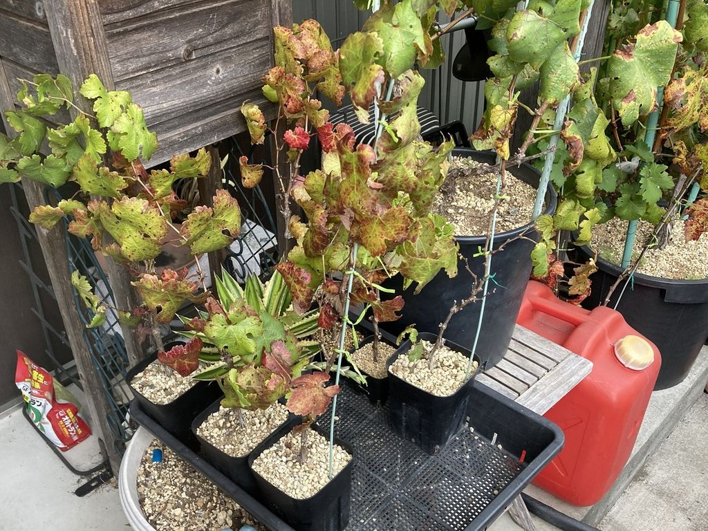 ブドウ栽培日記４　＃14