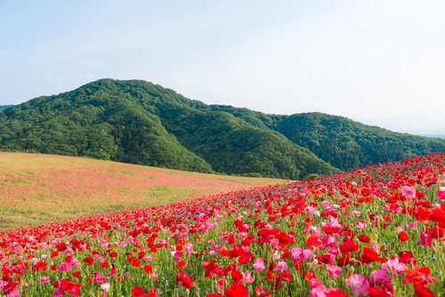 首都圏から近い!いつでも訪れられる埼玉県のデートスポット10選