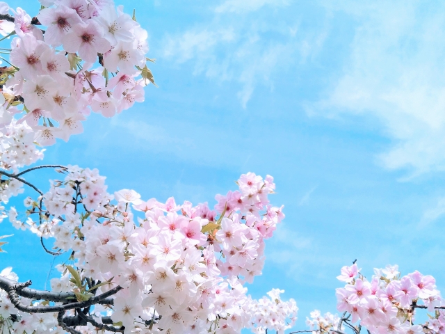 3月の天候や気圧変化の特徴と気象病 気温変化が大きく春バテに注意 気象病の基礎知識 頭痛ーる 気圧予報で体調管理