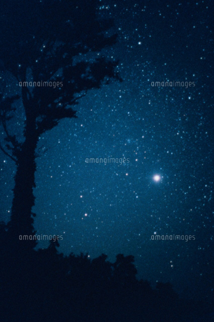 木と金星(群青)
(c)YOSHINORI WATABE/SEBUN PHOTO