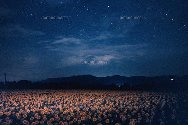 ひまわり畑と夜空
(c)YOSHINORI WATABE/SEBUN PHOTO