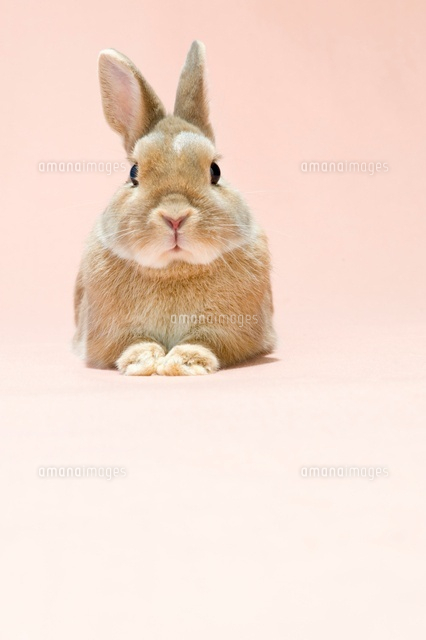 美しい花の画像 最高の兎 イラスト 正面