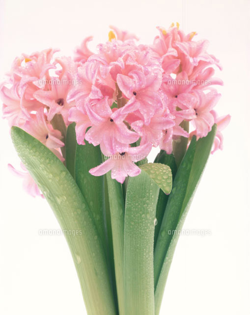 ベスト50 ヒヤシンス ピンク 美しい花の画像