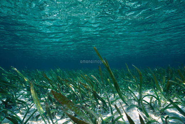 動物画像のすべて 無料印刷可能海草 イラスト