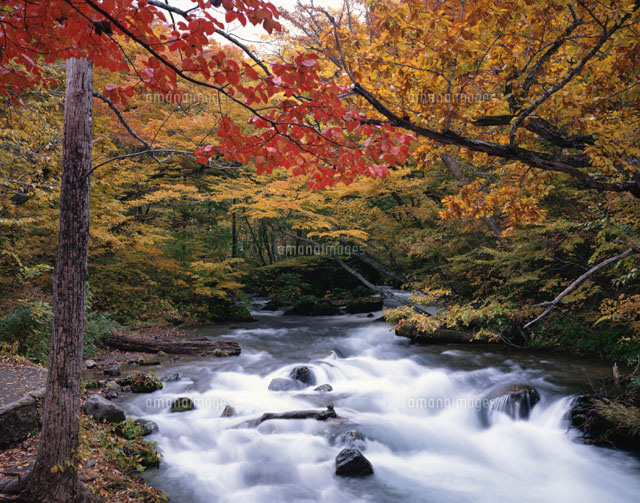 紅葉の奥入瀬渓谷 青森県
(c)SIGEO MATSUNO/SEBUN PHOTO