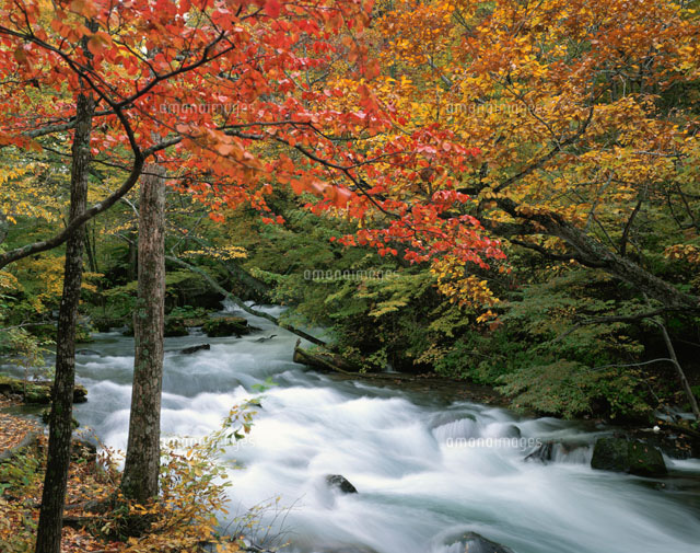 奥入瀬渓流の紅葉 青森県
(c)SIGEO MATSUNO/SEBUN PHOTO
