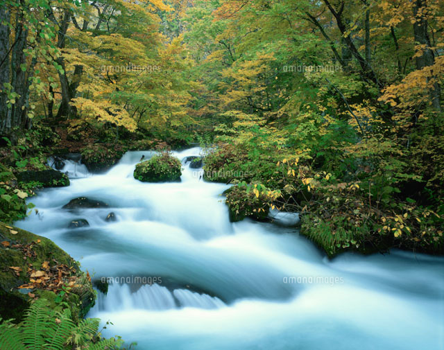 奥入瀬渓流と紅葉 青森県
(c)SIGEO MATSUNO/SEBUN PHOTO