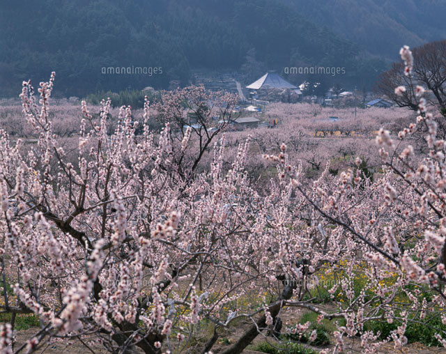 あんずの里 更埴市 長野県
(c)SIGEO MATSUNO/SEBUN PHOTO