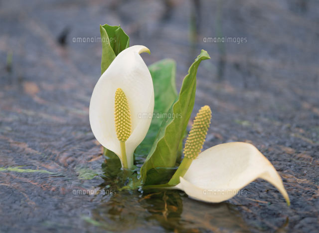 水芭蕉
(c)SIGEO MATSUNO/SEBUN PHOTO