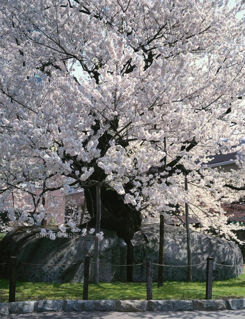 盛岡石割桜 岩手県
(c)SIGEO MATSUNO/SEBUN PHOTO
