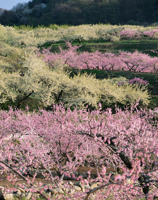 桃とスモモの花畑 八代町 山梨県
(c)SIGEO MATSUNO/SEBUN PHOTO