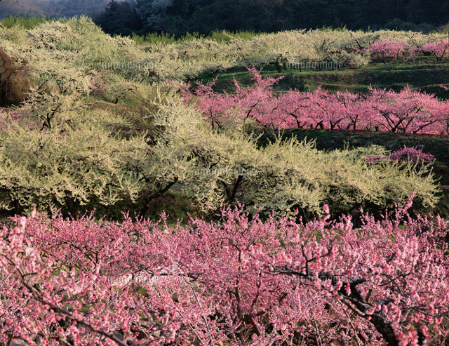 満開の桃とスモモ 山梨県
(c)SIGEO MATSUNO/SEBUN PHOTO