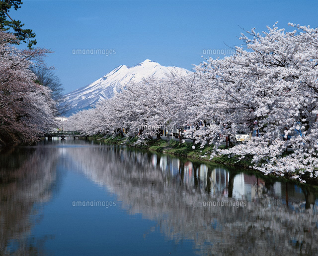 弘前城濠の桜と岩木山 青森県
(c)SIGEO MATSUNO/SEBUN PHOTO