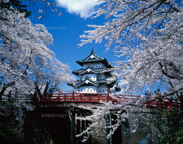 桜咲く弘前城 青森県
(c)SIGEO MATSUNO/SEBUN PHOTO