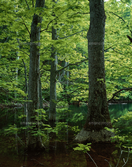蔦七沼 青森県
(c)SIGEO MATSUNO/SEBUN PHOTO
