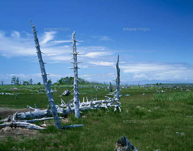トドワラ 野付半島 北海道
(c)SIGEO MATSUNO/SEBUN PHOTO