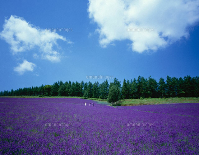 ラベンダーの花畑 中富良野町 北海道
(c)SIGEO MATSUNO/SEBUN PHOTO