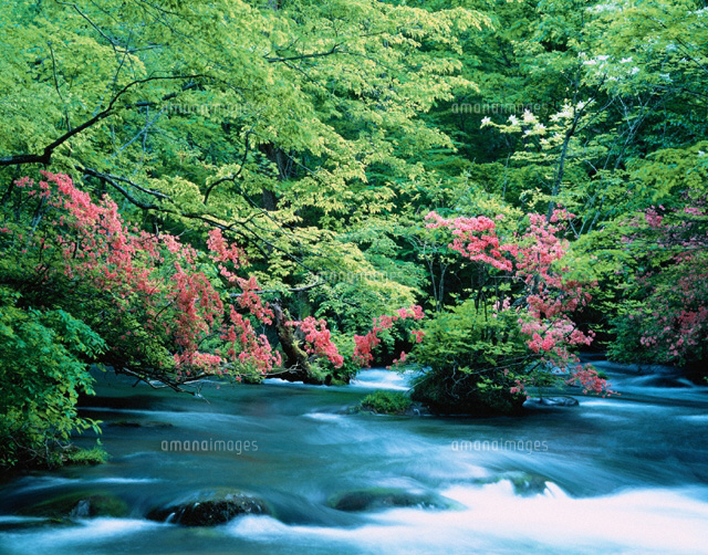 ツツジ咲く奥入瀬渓流 青森県
(c)SIGEO MATSUNO/SEBUN PHOTO