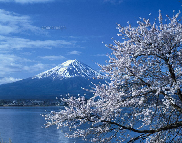 河口湖の桜と富士山 山梨県
(c)SIGEO MATSUNO/SEBUN PHOTO