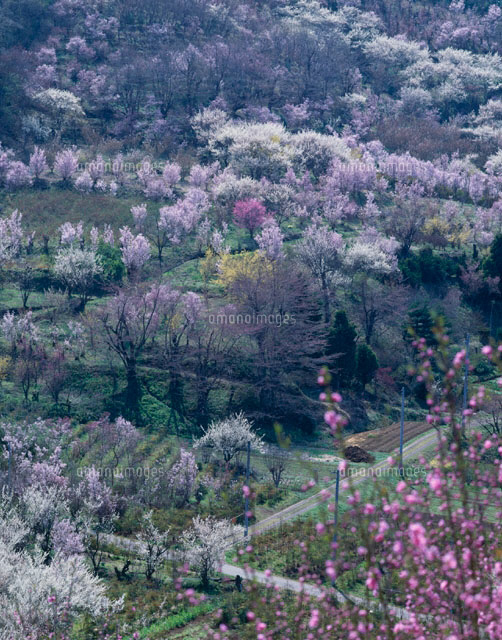 桃と桜の花咲く里 福島県
(c)SIGEO MATSUNO/SEBUN PHOTO