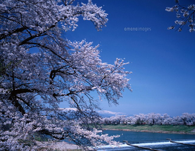 白石川堤の桜並木と蔵王連峰 宮城県
(c)SIGEO MATSUNO/SEBUN PHOTO