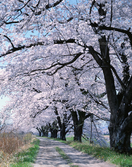 白石川堤の桜並木 宮城県
(c)SIGEO MATSUNO/SEBUN PHOTO