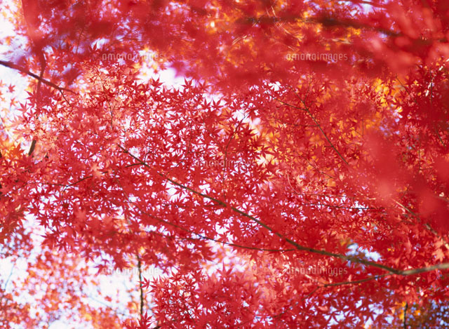 紅葉
(c)SIGEO MATSUNO/SEBUN PHOTO