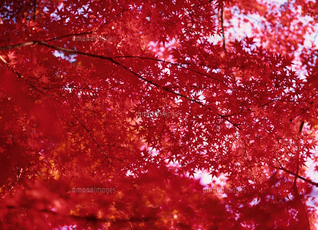 紅葉
(c)SIGEO MATSUNO/SEBUN PHOTO