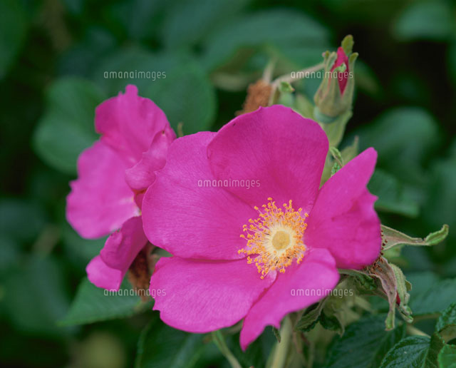 2輪のハマナスの花(ピンク) 北海道
(c)SIGEO MATSUNO/SEBUN PHOTO