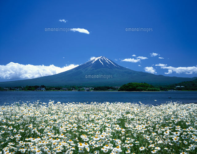 フランスギクの咲く河口湖と富士山 山梨県
(c)SIGEO MATSUNO/SEBUN PHOTO