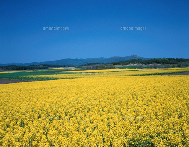菜の花の大地 青森県
(c)SIGEO MATSUNO/SEBUN PHOTO