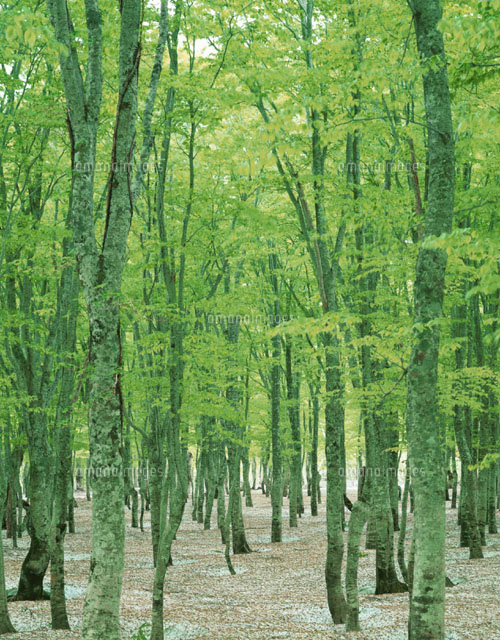 新緑の春のブナ林 八甲田 青森県
(c)SIGEO MATSUNO/SEBUN PHOTO