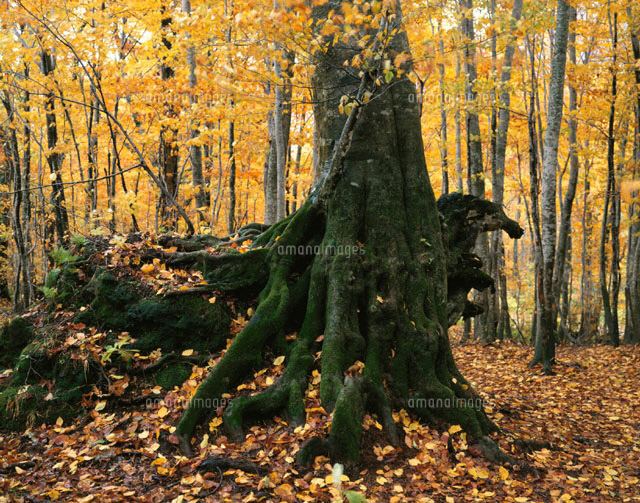秋の白神山地のブナ原生林の紅葉 藤里町 秋田県
(c)SIGEO MATSUNO/SEBUN PHOTO