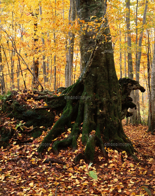 秋の白神山地のブナ原生林の紅葉 藤里町 秋田県
(c)SIGEO MATSUNO/SEBUN PHOTO