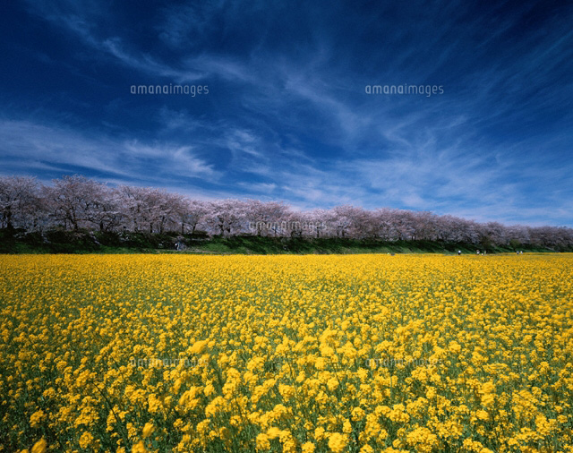 菜の花と桜並木 埼玉県
(c)SIGEO MATSUNO/SEBUN PHOTO