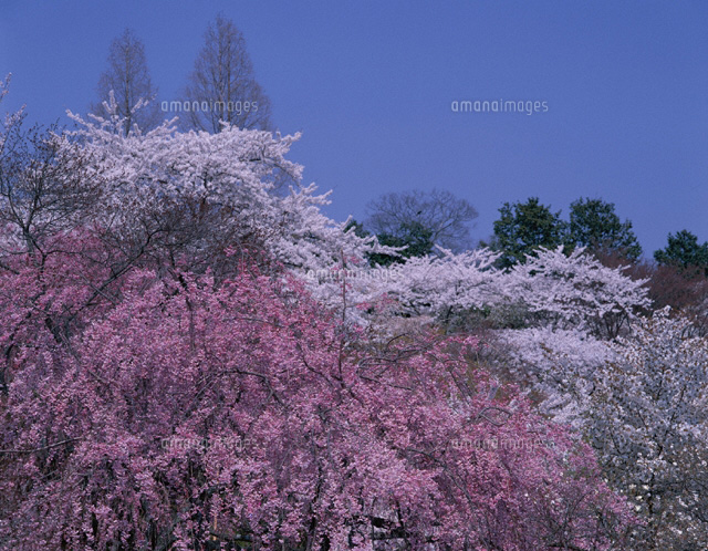 塩竃神社の桜 宮城県
(c)SIGEO MATSUNO/SEBUN PHOTO