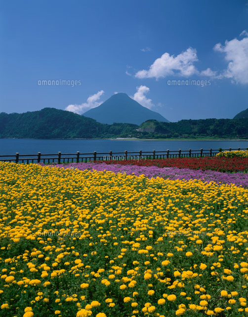 花咲く池田湖と開聞岳
(c)SIGEO MATSUNO/SEBUN PHOTO