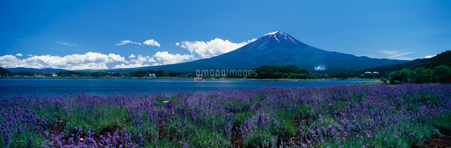 富士山とラベンダー 河口湖町 山梨県
(c)SIGEO MATSUNO/SEBUN PHOTO