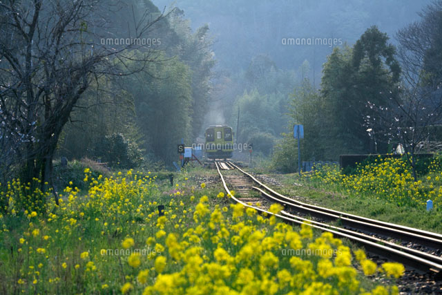 菜の花の中を走るいすみ鉄道
(c)SHIGEO MATSUNO/SEBUN PHOTO