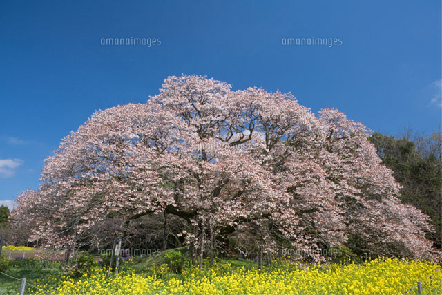 吉高の大桜
(c)SHIGEO MATSUNO/SEBUN PHOTO