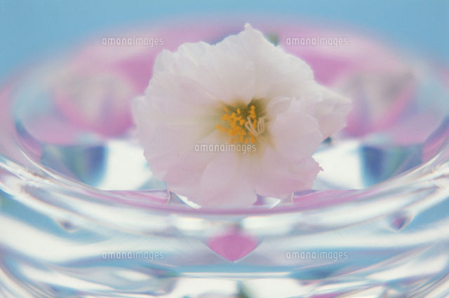 ガタスの中の水に浮かぶ1輪の花(マツバボタン)
(c)SHINICHI NAKAZATO/orion