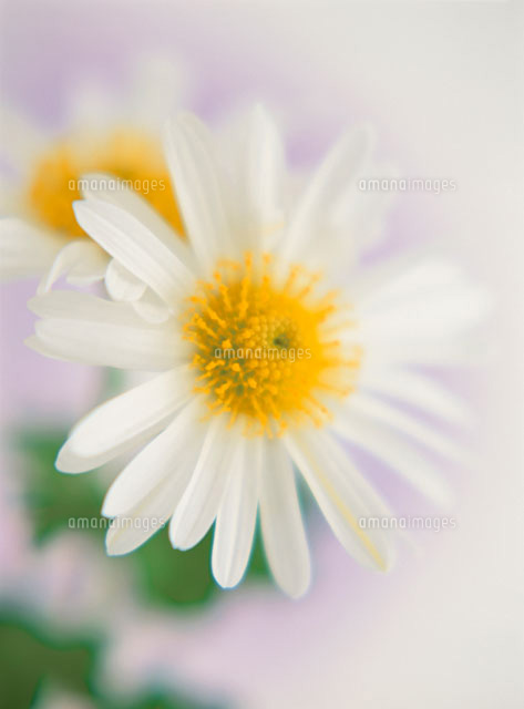 小菊 アップ
(c)SHINICHI NAKAZATO/orion