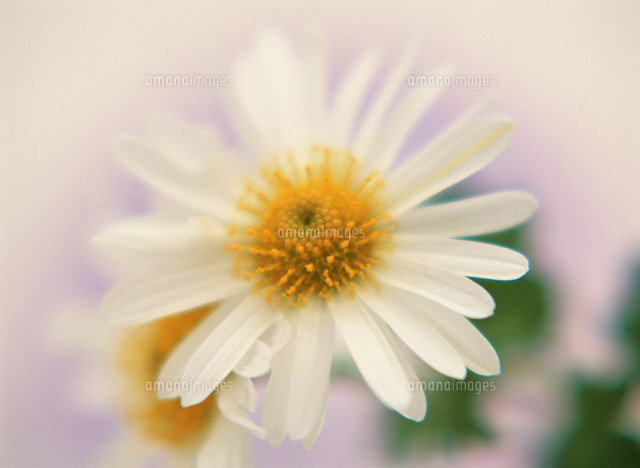 白い小菊
(c)SHINICHI NAKAZATO/orion