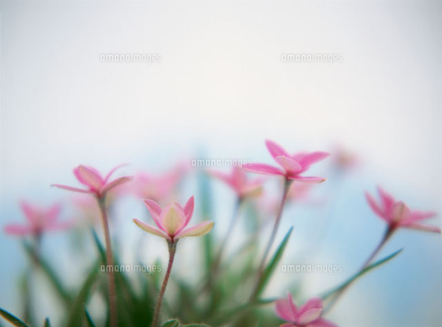 花(アッツザクラ)
(c)SHINICHI NAKAZATO/orion