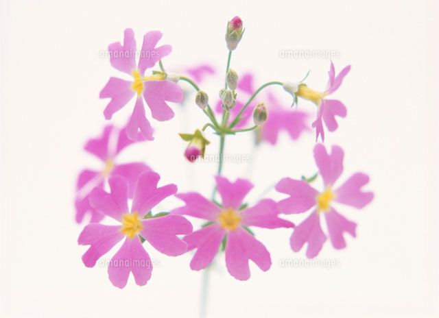 桜草
(c)SHINICHI NAKAZATO/orion