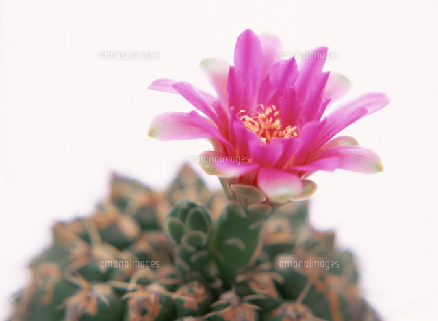 夏のサボテンの花(ピンク)
(c)SHINICHI NAKAZATO/orion