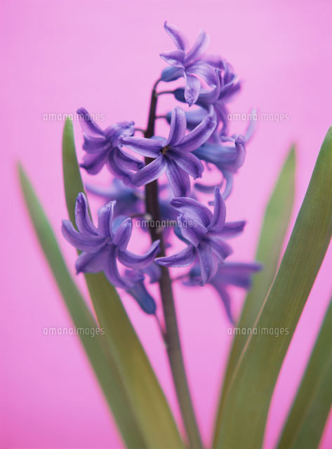 ヒヤシンス(紫)
(c)SHINICHI NAKAZATO/orion
